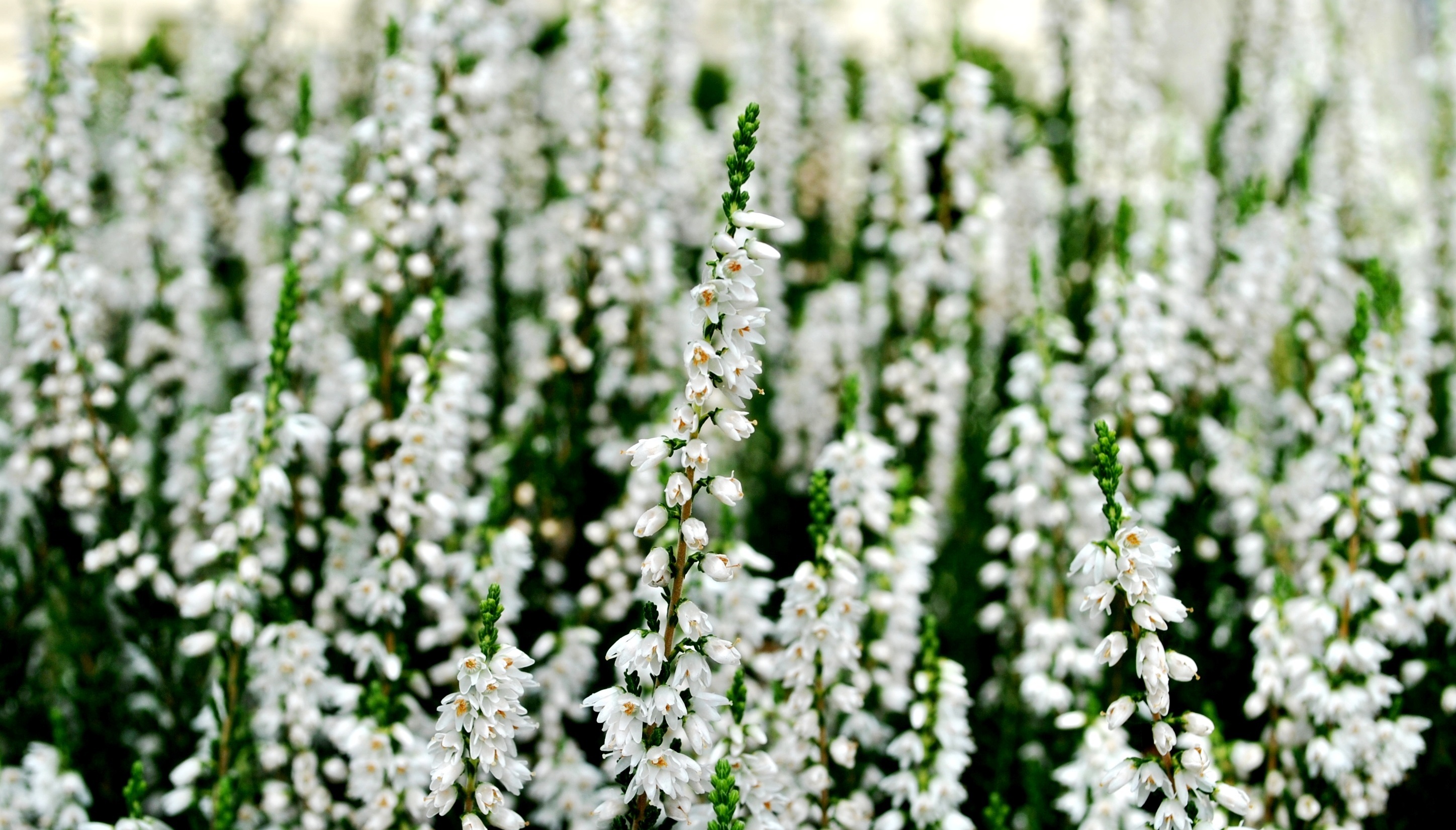 Tuyển tập hình ảnh hoa thạch thảo trắng đẹp nhất - [Kích thước hình ảnh: 2896x1651 px]