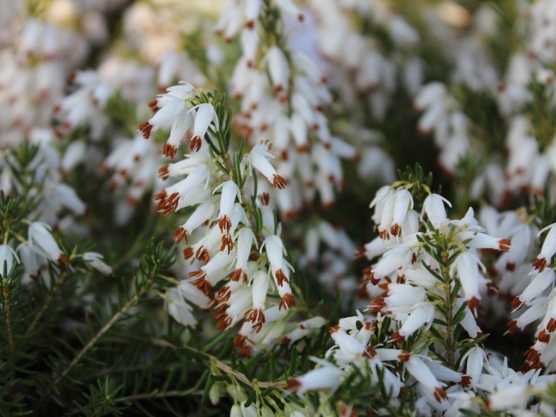 Tuyển tập hình ảnh hoa thạch thảo trắng đẹp nhất - [Kích thước hình ảnh: 800x600 px]