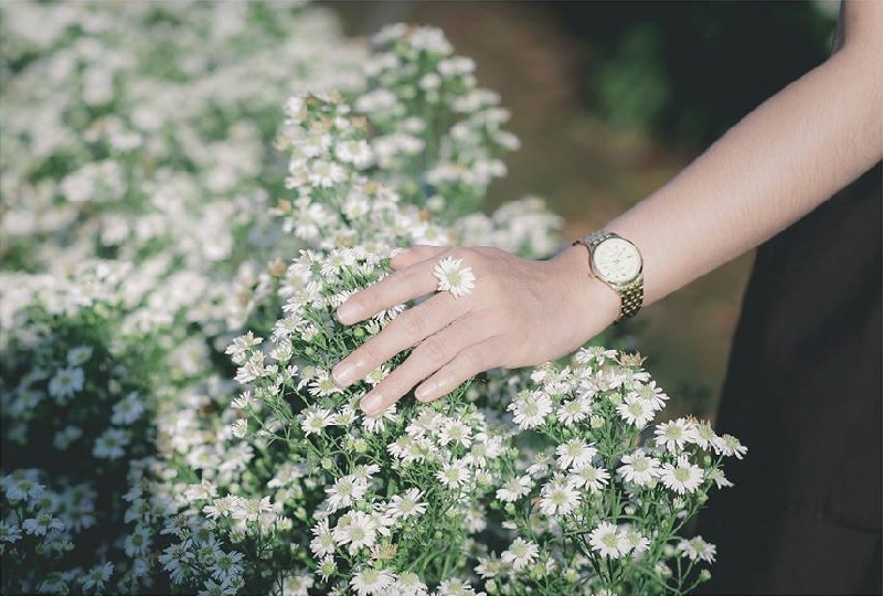 Tuyển tập hình ảnh hoa thạch thảo trắng đẹp nhất - [Kích thước hình ảnh: 800x540 px]