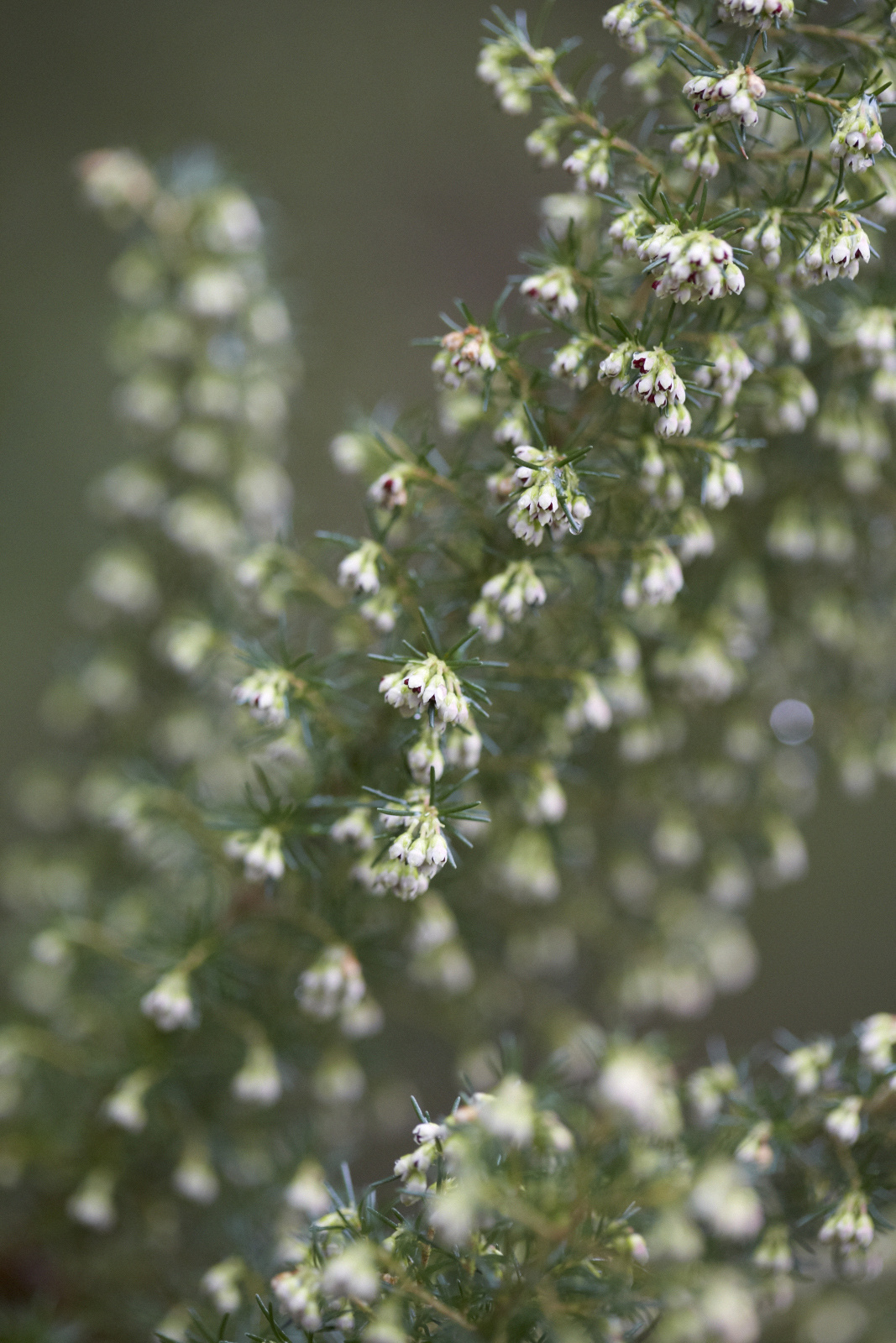 Tuyển tập hình ảnh hoa thạch thảo trắng đẹp nhất - [Kích thước hình ảnh: 1067x1600 px]