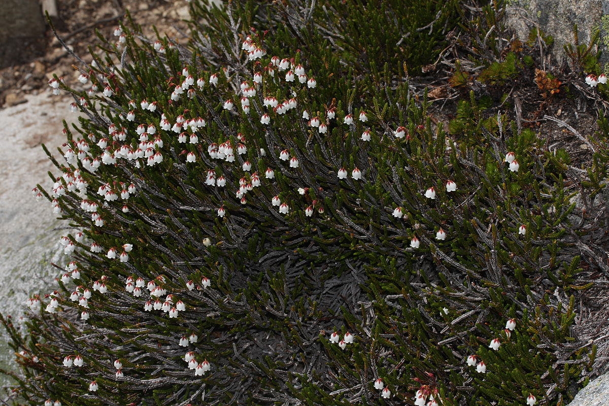 Tuyển tập hình ảnh hoa thạch thảo trắng đẹp nhất - [Kích thước hình ảnh: 1200x800 px]