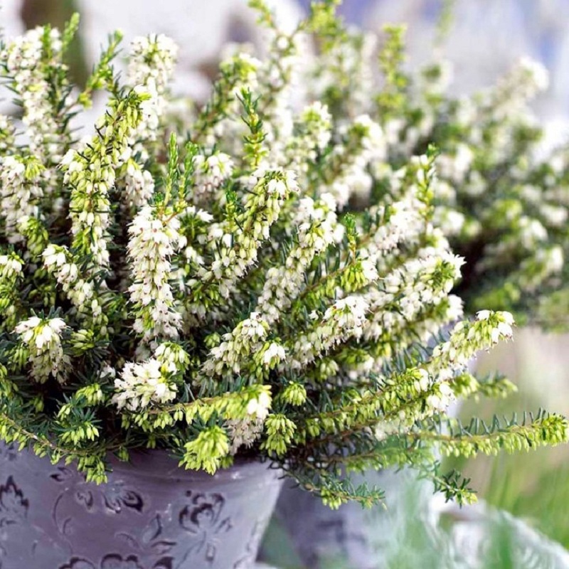 Tuyển tập hình ảnh hoa thạch thảo trắng đẹp nhất - [Kích thước hình ảnh: 800x800 px]