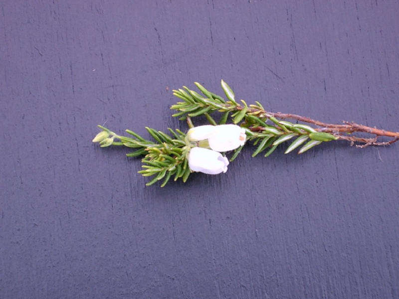Tuyển tập hình ảnh hoa thạch thảo trắng đẹp nhất - [Kích thước hình ảnh: 800x600 px]