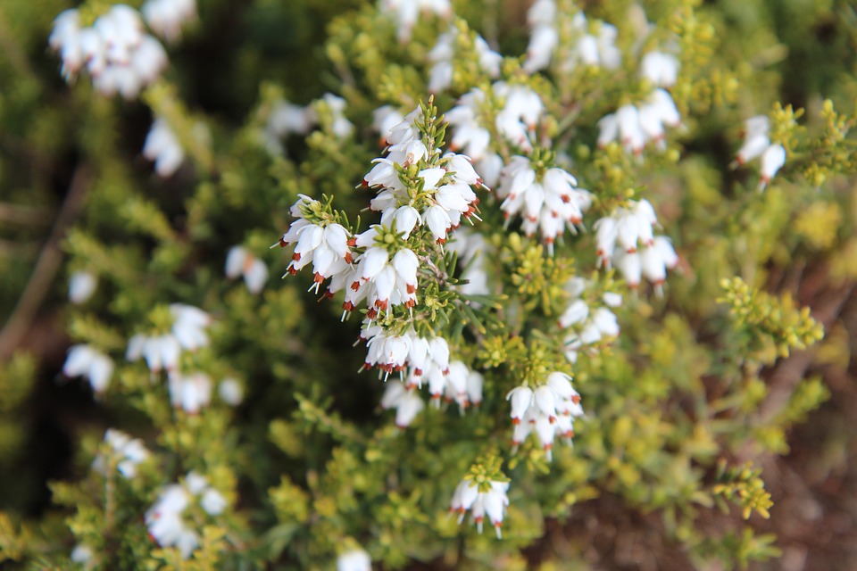 Tuyển tập hình ảnh hoa thạch thảo trắng đẹp nhất - [Kích thước hình ảnh: 960x640 px]