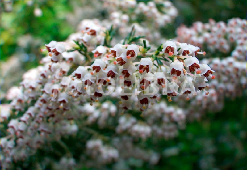 Tuyển tập hình ảnh hoa thạch thảo trắng đẹp nhất - [Kích thước hình ảnh: 800x550 px]