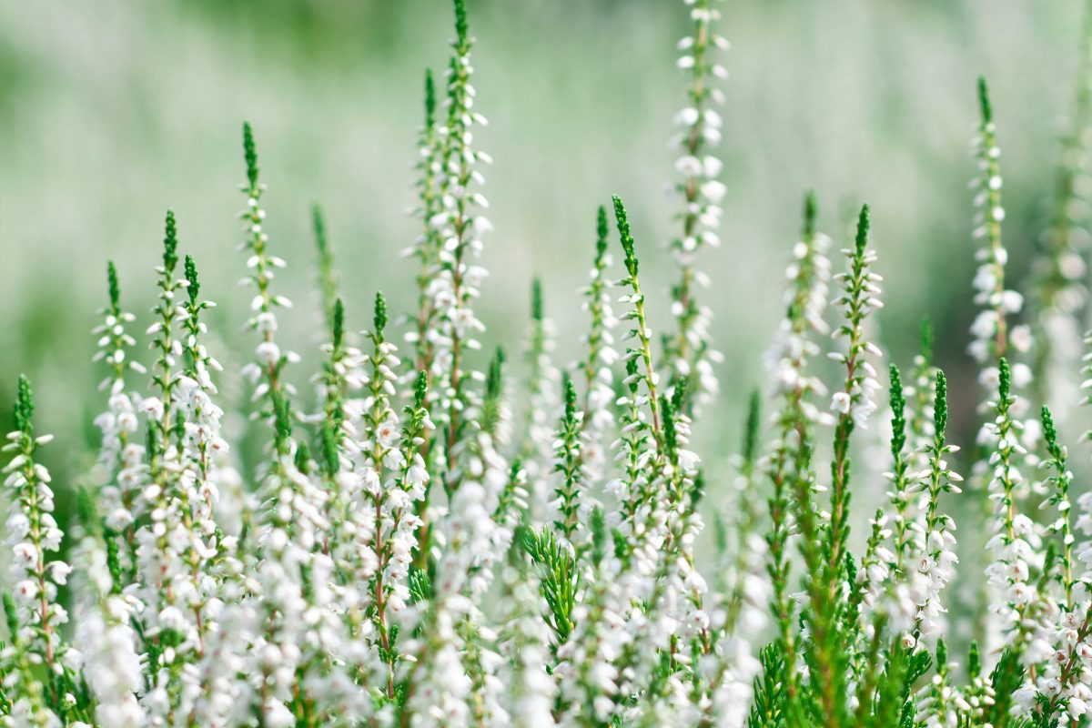 Tuyển tập hình ảnh hoa thạch thảo trắng đẹp nhất - [Kích thước hình ảnh: 1200x800 px]