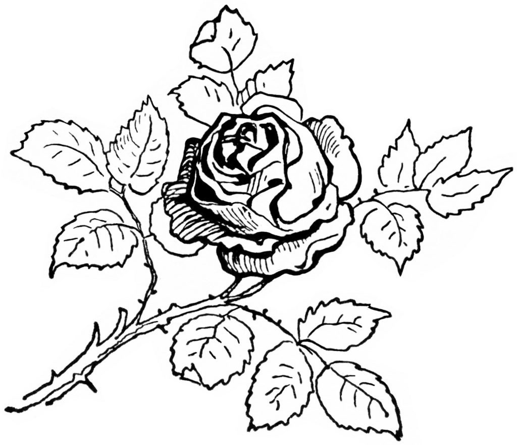 Tổng hợp các bức tranh tô màu hoa hồng đẹp nhất dành cho bé 1024x883