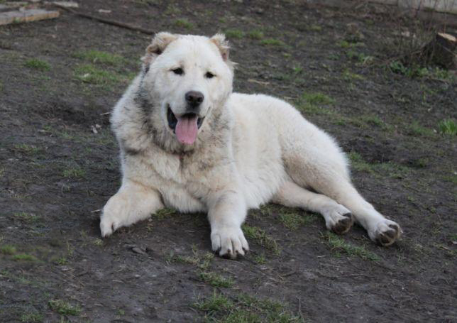 Tổng hợp hình ảnh chó Alabai – Chó chăn cừu Trung Á đẹp nhất - [Kích thước hình ảnh: 644x455 px]