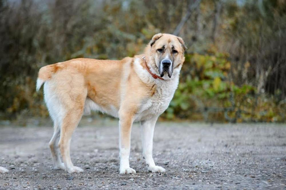 Tổng hợp hình ảnh chó Alabai – Chó chăn cừu Trung Á đẹp nhất - [Kích thước hình ảnh: 1000x666 px]