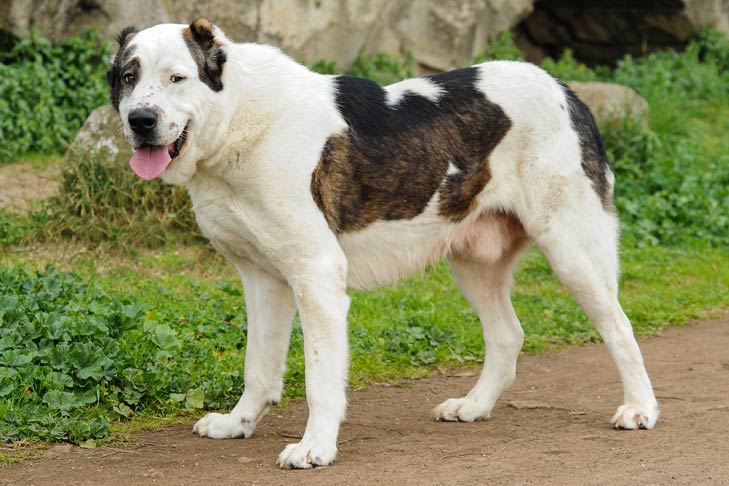 Tổng hợp hình ảnh chó Alabai – Chó chăn cừu Trung Á đẹp nhất - [Kích thước hình ảnh: 729x486 px]