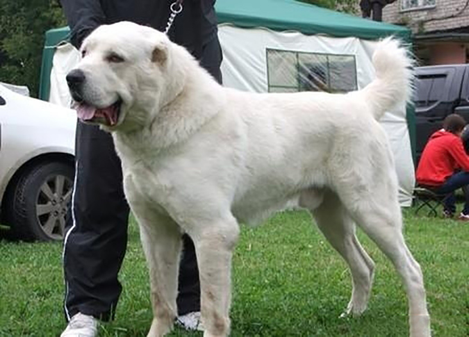Tổng hợp hình ảnh chó Alabai – Chó chăn cừu Trung Á đẹp nhất - [Kích thước hình ảnh: 675x485 px]