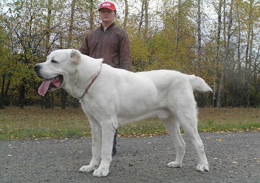 Tổng hợp hình ảnh chó Alabai – Chó chăn cừu Trung Á đẹp nhất - [Kích thước hình ảnh: 512x361 px]