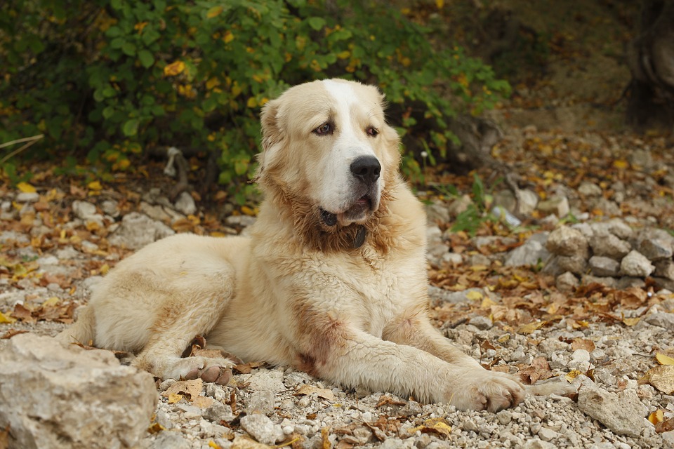 Tổng hợp hình ảnh chó Alabai – Chó chăn cừu Trung Á đẹp nhất - [Kích thước hình ảnh: 960x640 px]