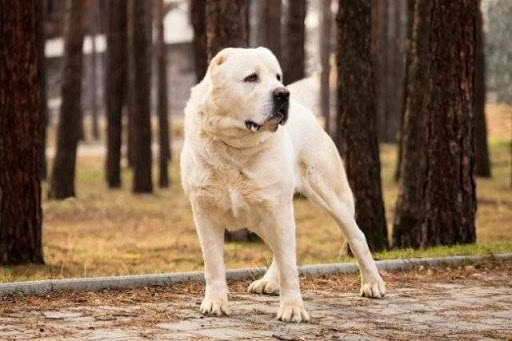 Tổng hợp hình ảnh chó Alabai – Chó chăn cừu Trung Á đẹp nhất - [Kích thước hình ảnh: 512x341 px]