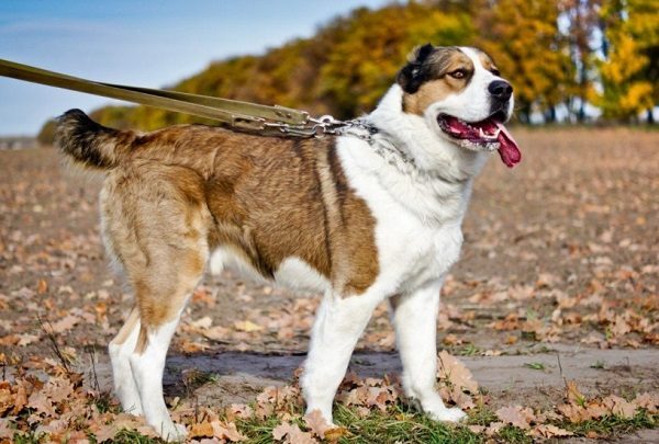 Tổng hợp hình ảnh chó Alabai – Chó chăn cừu Trung Á đẹp nhất - [Kích thước hình ảnh: 600x405 px]