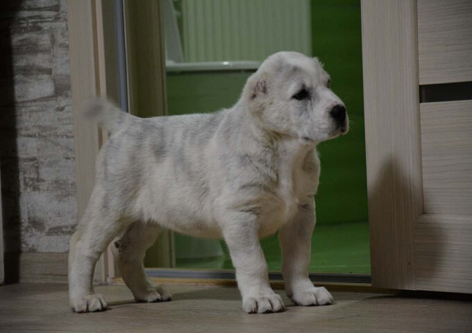 Tổng hợp hình ảnh chó Alabai – Chó chăn cừu Trung Á đẹp nhất - [Kích thước hình ảnh: 680x480 px]