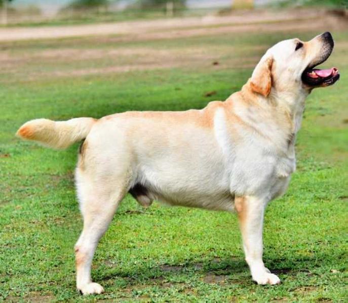Tổng hợp hình ảnh chó Alabai – Chó chăn cừu Trung Á đẹp nhất - [Kích thước hình ảnh: 687x599 px]