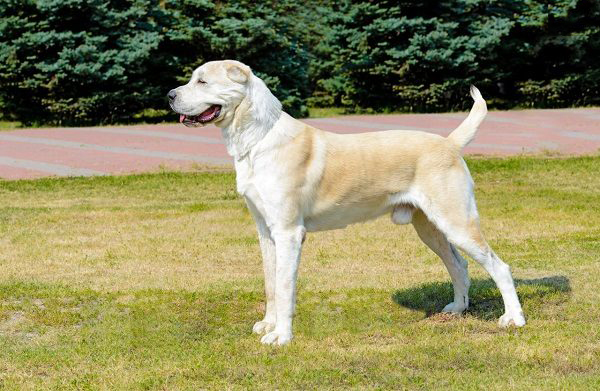 Tổng hợp hình ảnh chó Alabai – Chó chăn cừu Trung Á đẹp nhất - [Kích thước hình ảnh: 600x391 px]