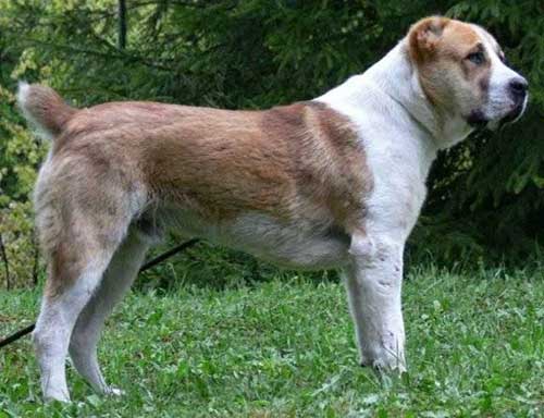 Tổng hợp hình ảnh chó Alabai – Chó chăn cừu Trung Á đẹp nhất - [Kích thước hình ảnh: 500x384 px]