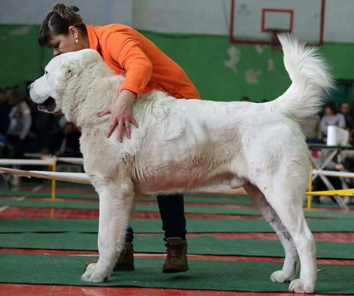 Tổng hợp hình ảnh chó Alabai – Chó chăn cừu Trung Á đẹp nhất - [Kích thước hình ảnh: 720x601 px]