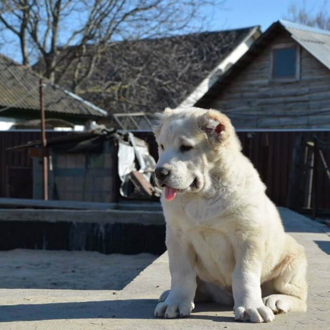 Tổng hợp hình ảnh chó Alabai – Chó chăn cừu Trung Á đẹp nhất - [Kích thước hình ảnh: 680x680 px]