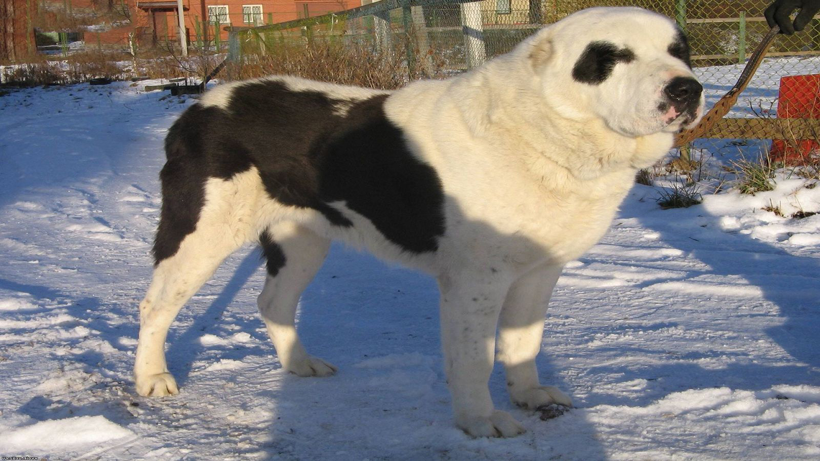Tổng hợp hình ảnh chó Alabai – Chó chăn cừu Trung Á đẹp nhất - [Kích thước hình ảnh: 1600x900 px]