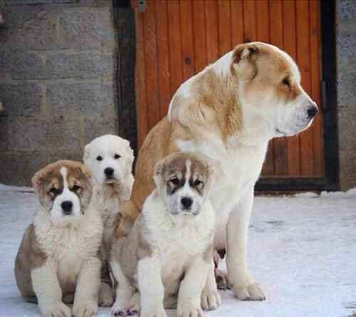 Tổng hợp hình ảnh chó Alabai – Chó chăn cừu Trung Á đẹp nhất - [Kích thước hình ảnh: 500x445 px]