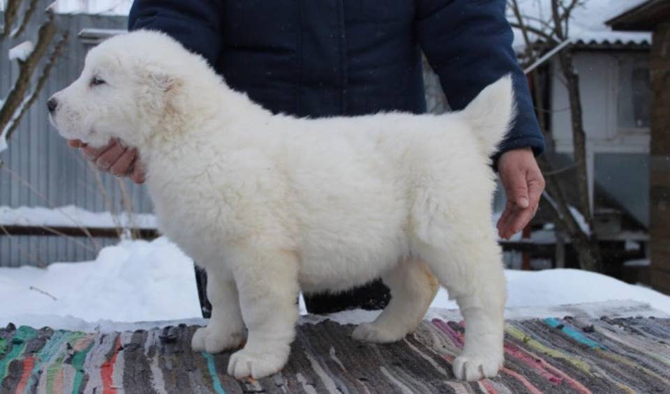 Tổng hợp hình ảnh chó Alabai – Chó chăn cừu Trung Á đẹp nhất - [Kích thước hình ảnh: 960x565 px]