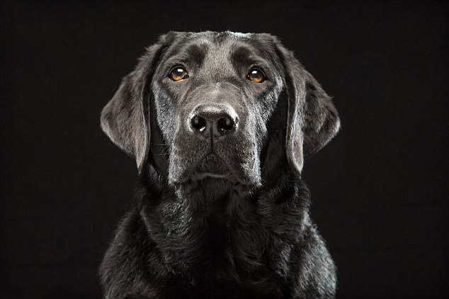 Tổng hợp hình ảnh chó Mực đẹp nhất - [Kích thước hình ảnh: 634x422 px]