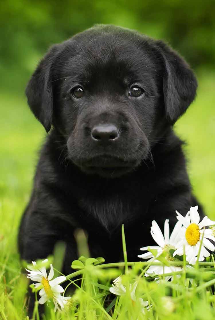 Tổng hợp hình ảnh chó Mực đẹp nhất - [Kích thước hình ảnh: 750x1117 px]