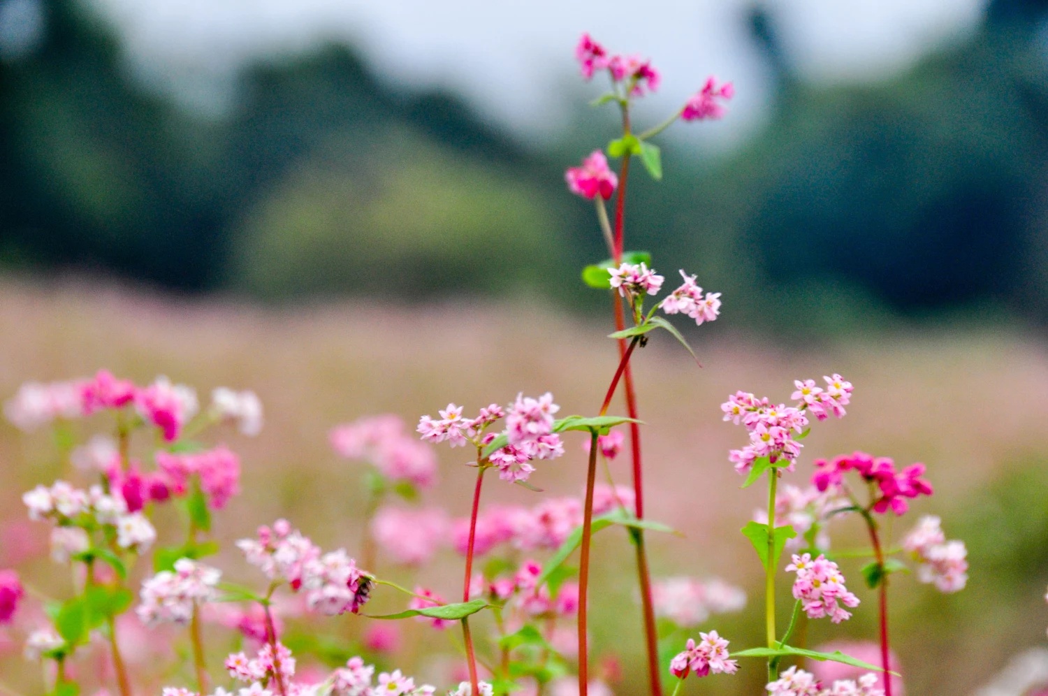 Bộ hình nền cánh đồng hoa Tam Giác Mạch đẹp và thơ mộng - [Kích thước hình ảnh: 1500x996 px]