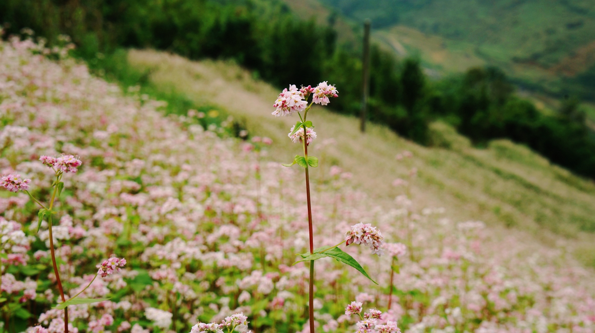 Bộ hình nền cánh đồng hoa Tam Giác Mạch đẹp và thơ mộng - [Kích thước hình ảnh: 1920x1076 px]