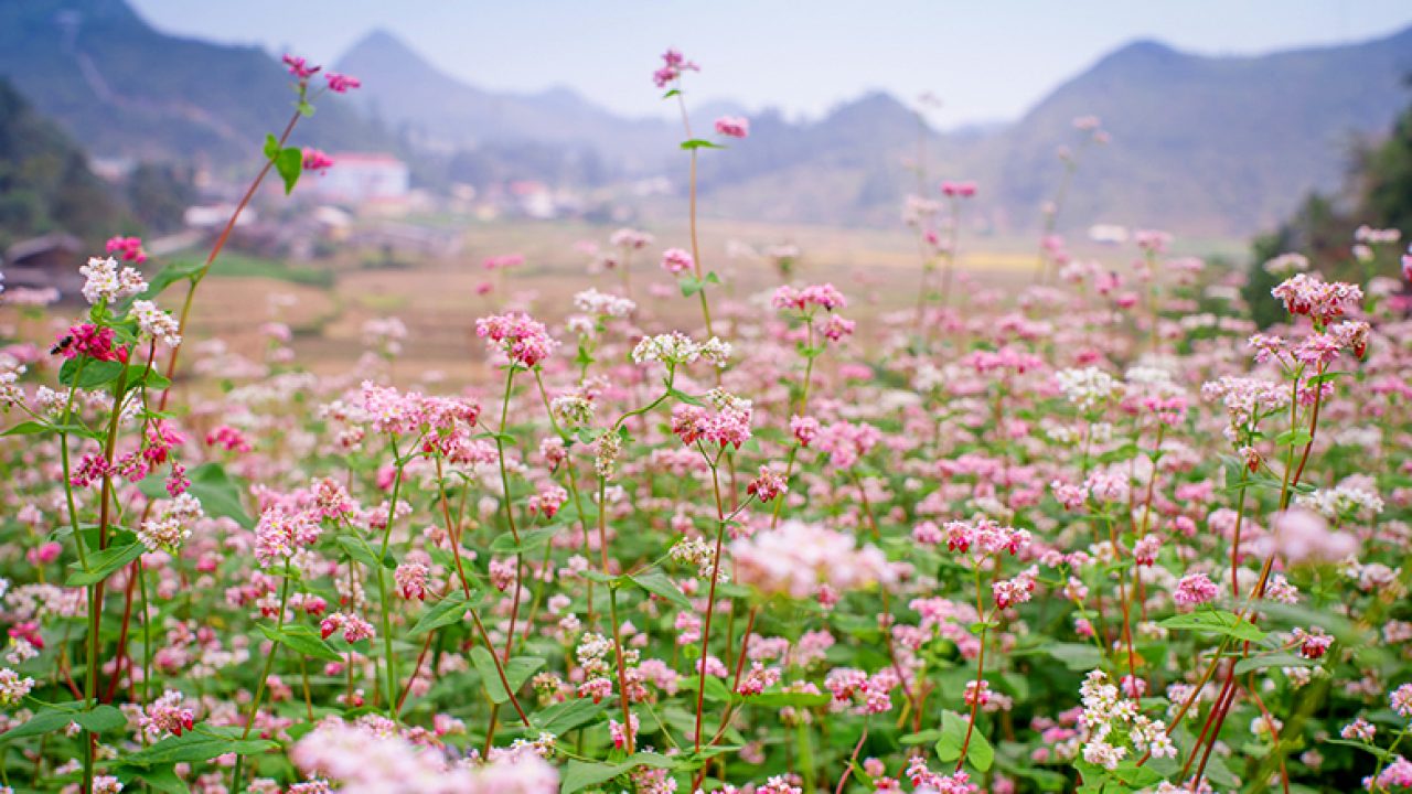Bộ hình nền cánh đồng hoa Tam Giác Mạch đẹp và thơ mộng - [Kích thước hình ảnh: 1280x720 px]