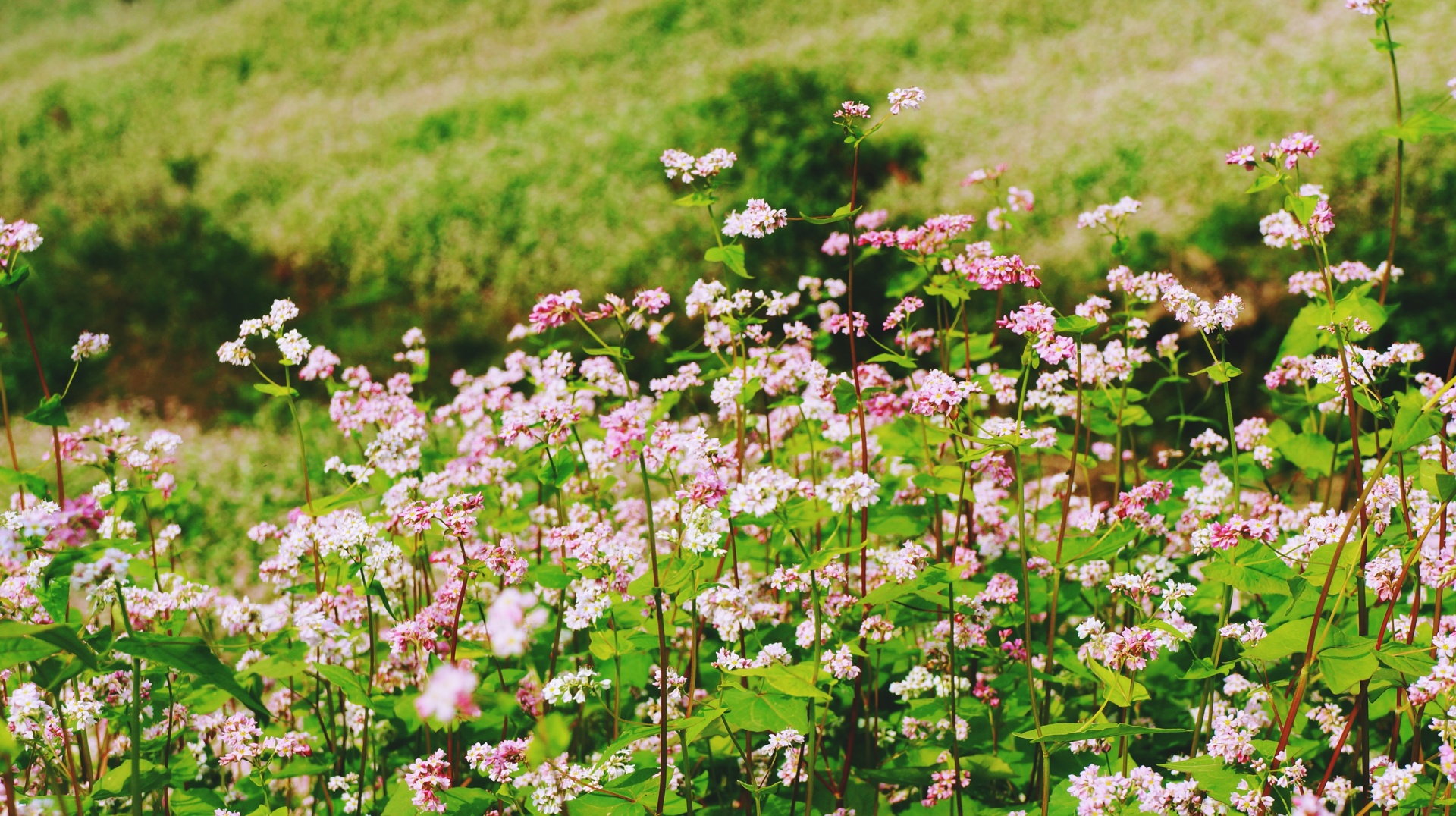 Bộ hình nền cánh đồng hoa Tam Giác Mạch đẹp và thơ mộng - [Kích thước hình ảnh: 1920x1076 px]