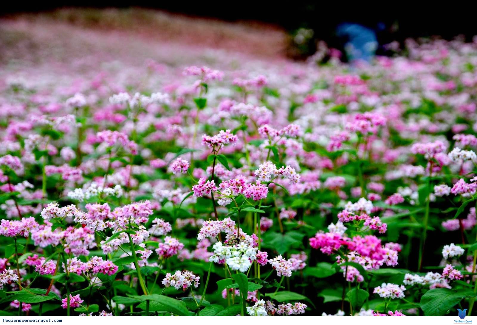 Bộ hình nền cánh đồng hoa Tam Giác Mạch đẹp và thơ mộng - [Kích thước hình ảnh: 1600x1092 px]