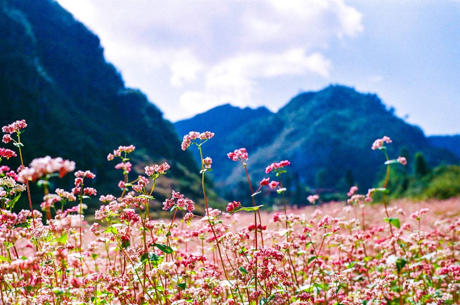 Bộ hình nền cánh đồng hoa Tam Giác Mạch đẹp và thơ mộng - [Kích thước hình ảnh: 1600x1061 px]
