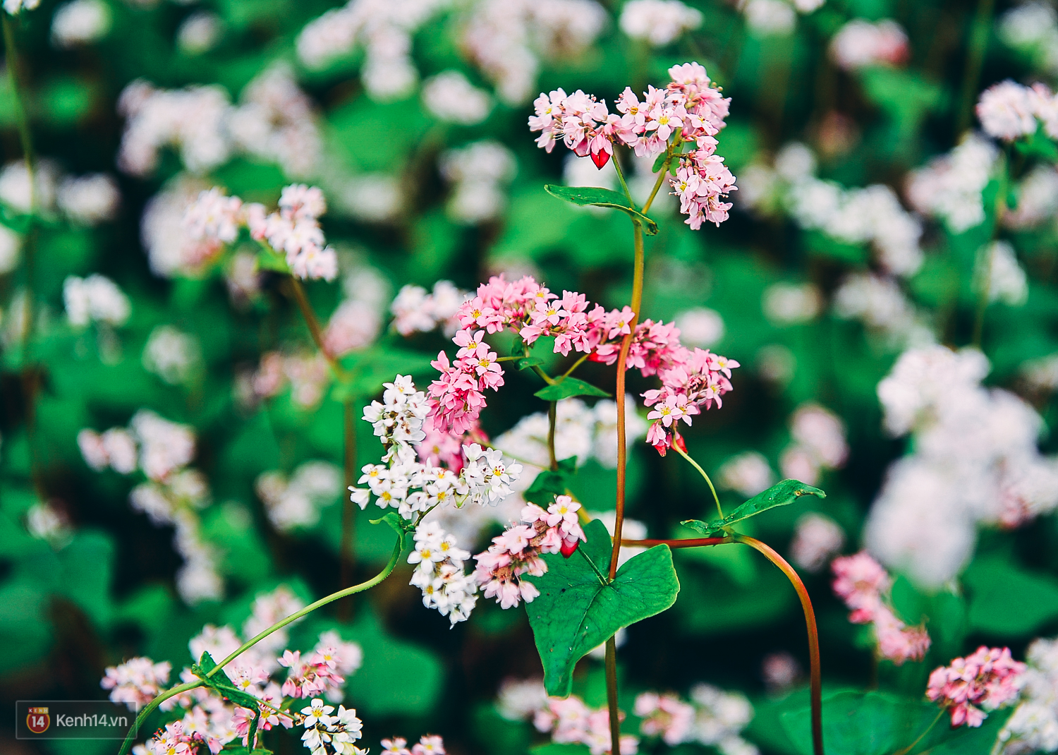 Bộ hình nền cánh đồng hoa Tam Giác Mạch đẹp và thơ mộng - [Kích thước hình ảnh: 1500x1070 px]