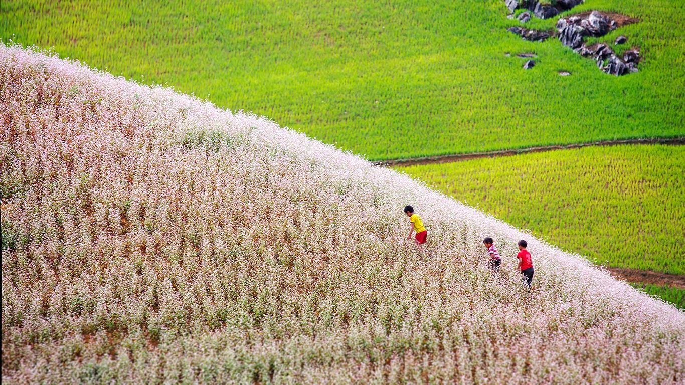 Bộ hình nền cánh đồng hoa Tam Giác Mạch đẹp và thơ mộng - [Kích thước hình ảnh: 1366x768 px]