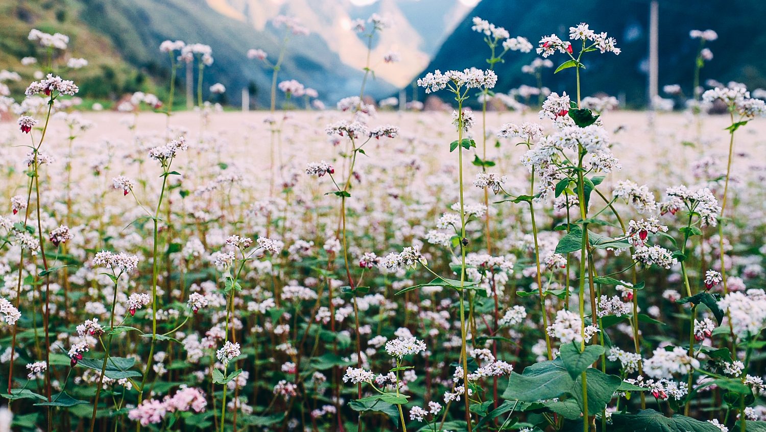 Bộ hình nền cánh đồng hoa Tam Giác Mạch đẹp và thơ mộng - [Kích thước hình ảnh: 1500x846 px]