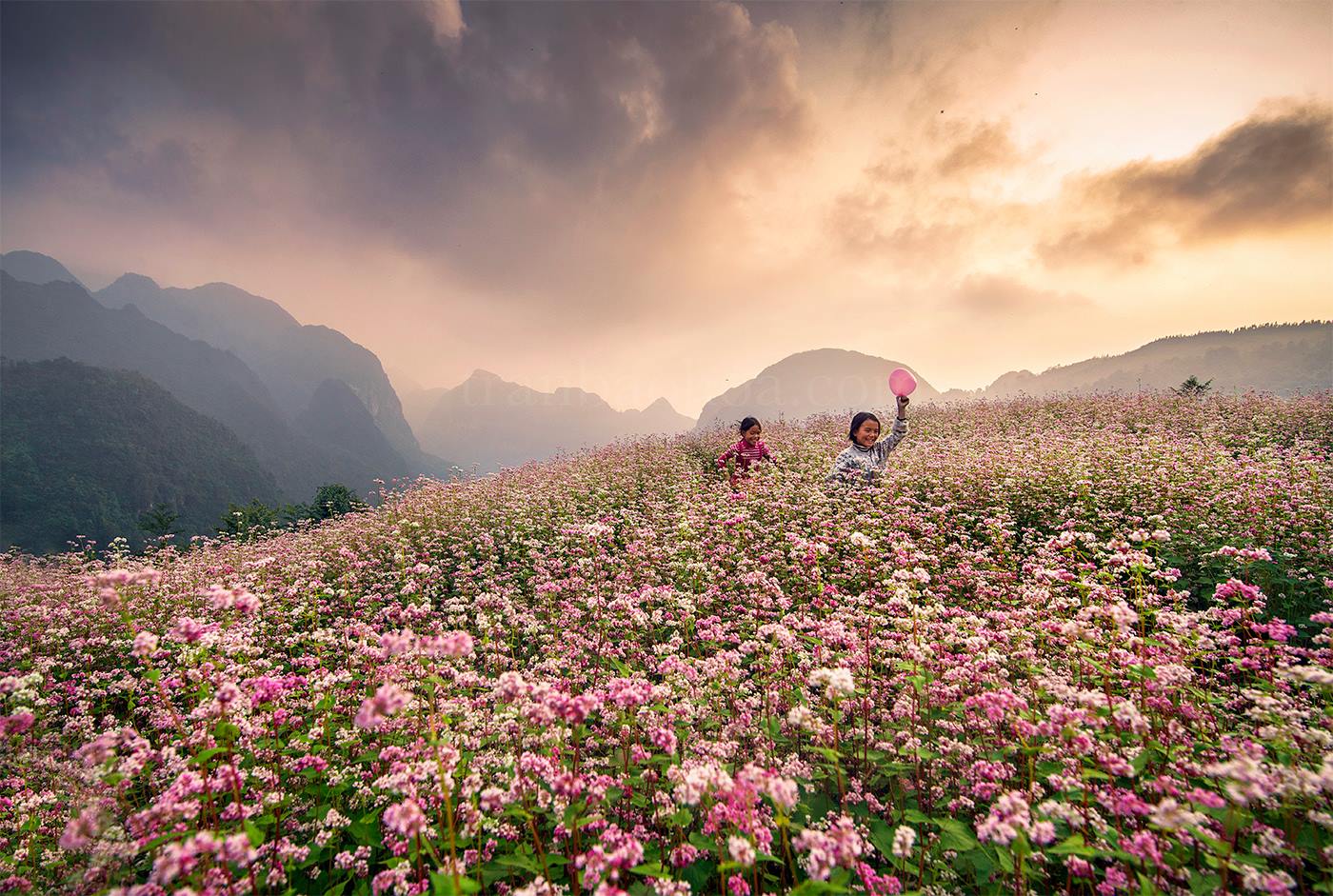 Bộ hình nền cánh đồng hoa Tam Giác Mạch đẹp và thơ mộng - [Kích thước hình ảnh: 1400x941 px]