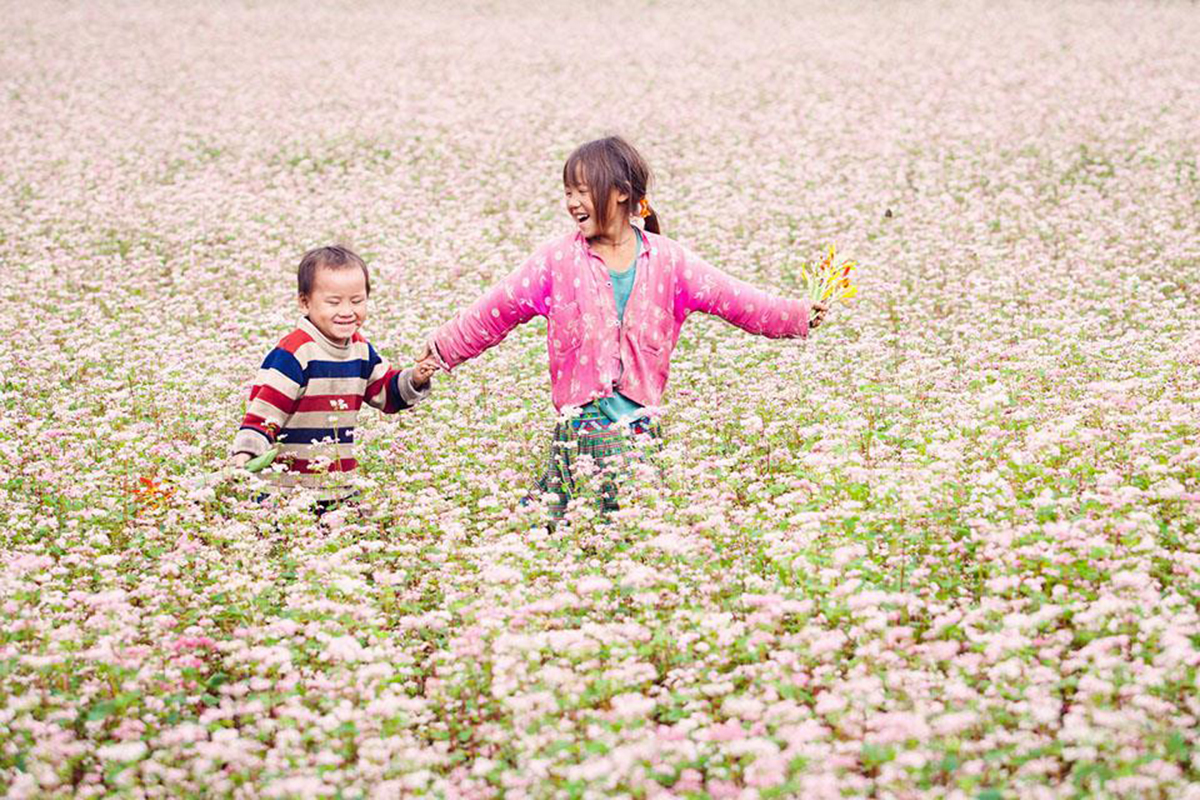 Bộ hình nền cánh đồng hoa Tam Giác Mạch đẹp và thơ mộng - [Kích thước hình ảnh: 1200x800 px]