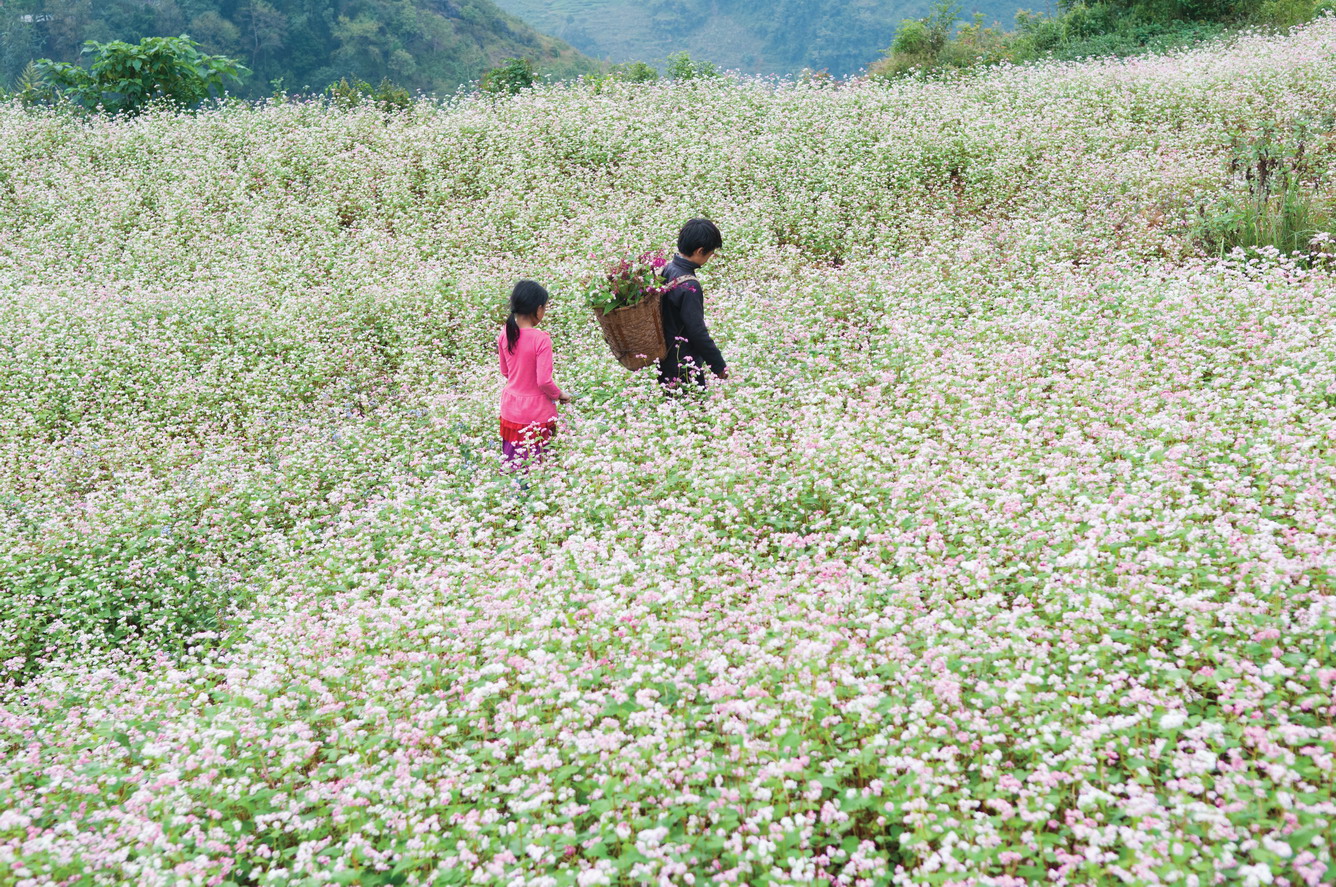 Bộ hình nền cánh đồng hoa Tam Giác Mạch đẹp và thơ mộng - [Kích thước hình ảnh: 1336x887 px]