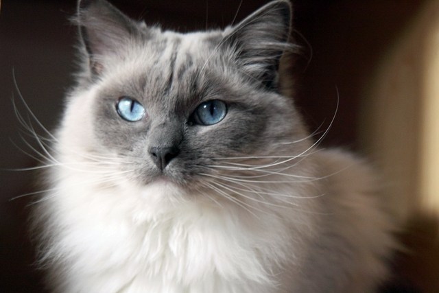 Tổng hợp hình ảnh mèo Ragdoll đẹp nhất - [Kích thước hình ảnh: 640x427 px]