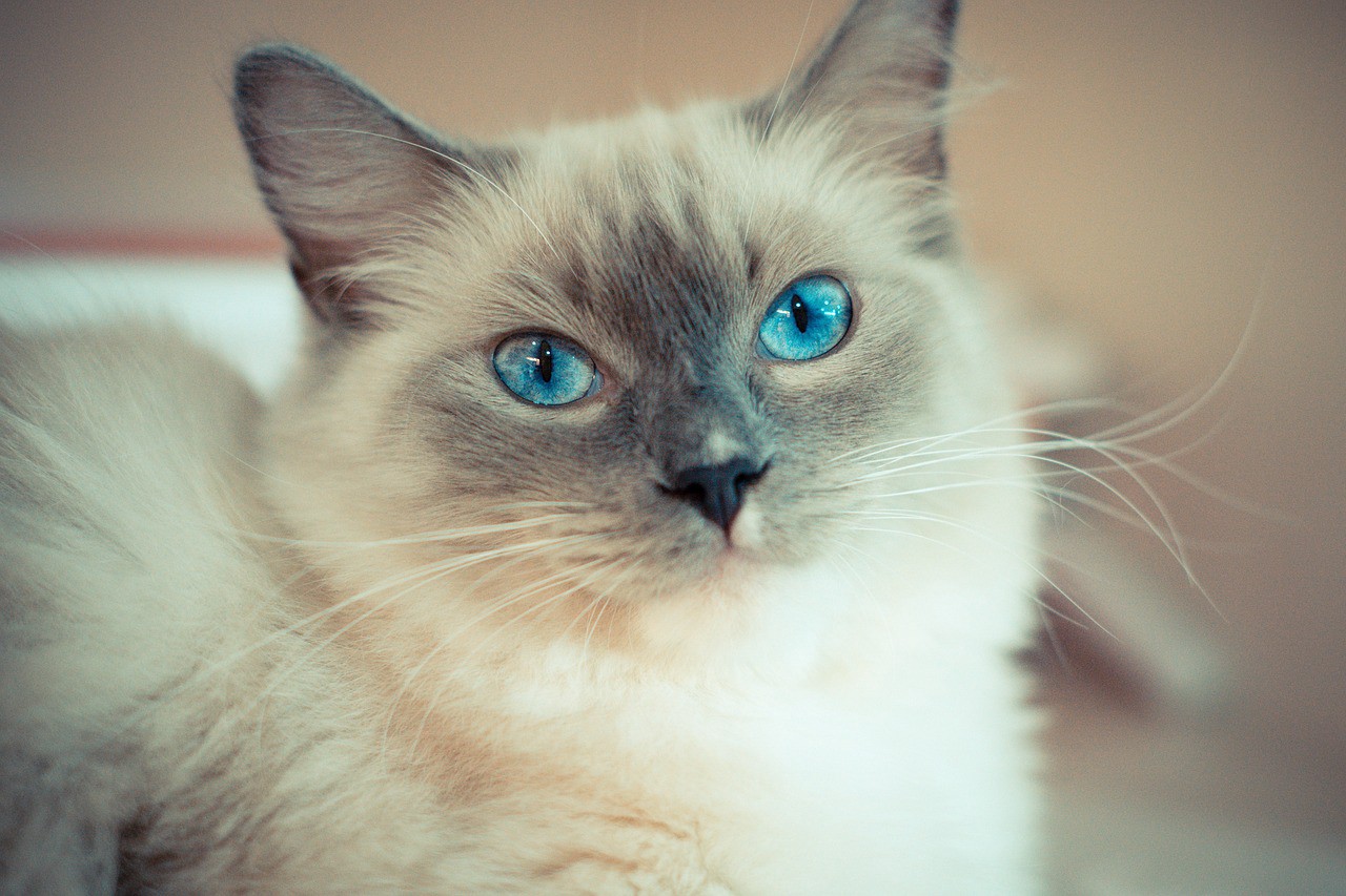 Tổng hợp hình ảnh mèo Ragdoll đẹp nhất - [Kích thước hình ảnh: 1280x853 px]