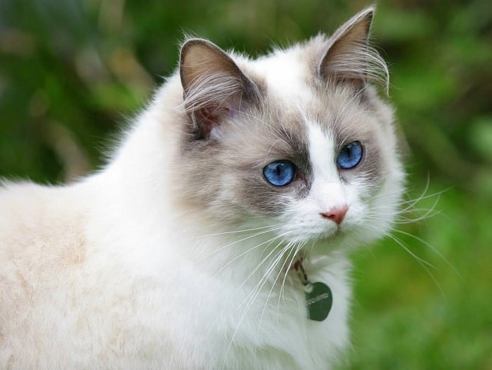 Tổng hợp hình ảnh mèo Ragdoll đẹp nhất - [Kích thước hình ảnh: 700x527 px]