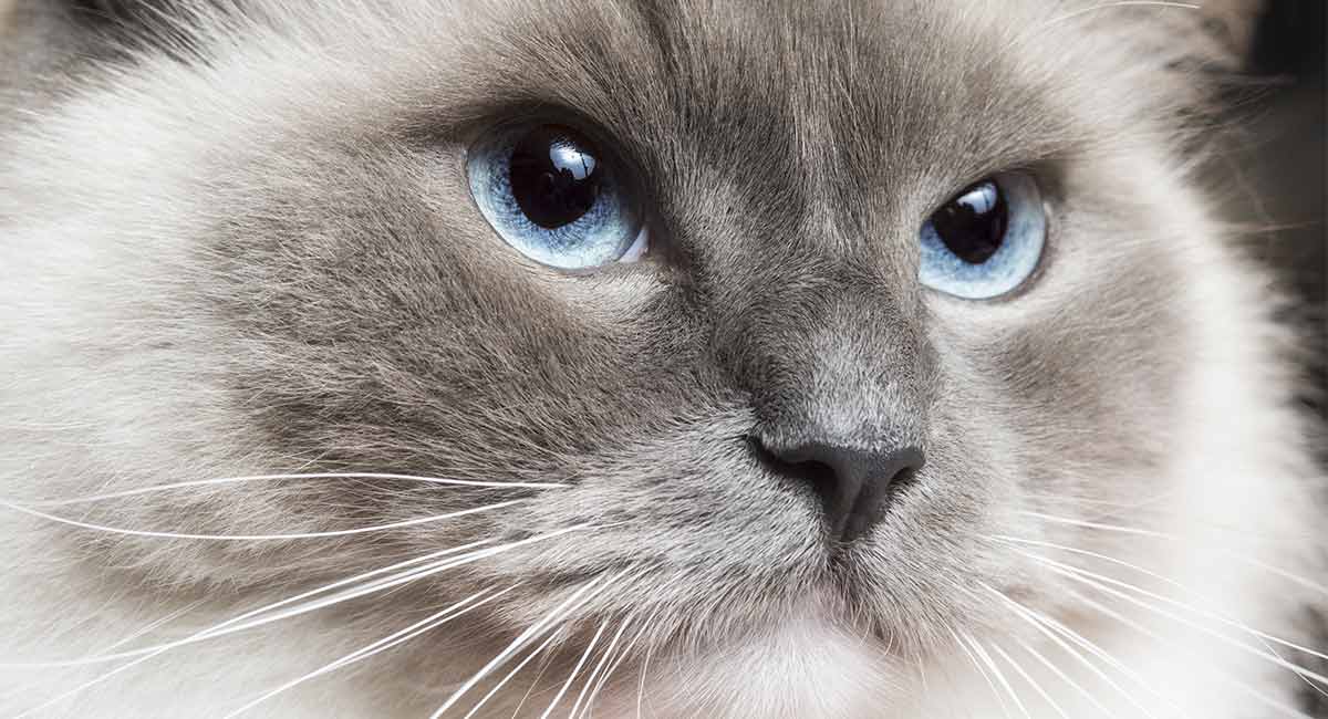 Tổng hợp hình ảnh mèo Ragdoll đẹp nhất - [Kích thước hình ảnh: 1200x650 px]