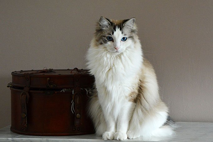 Tổng hợp hình ảnh mèo Ragdoll đẹp nhất - [Kích thước hình ảnh: 680x453 px]