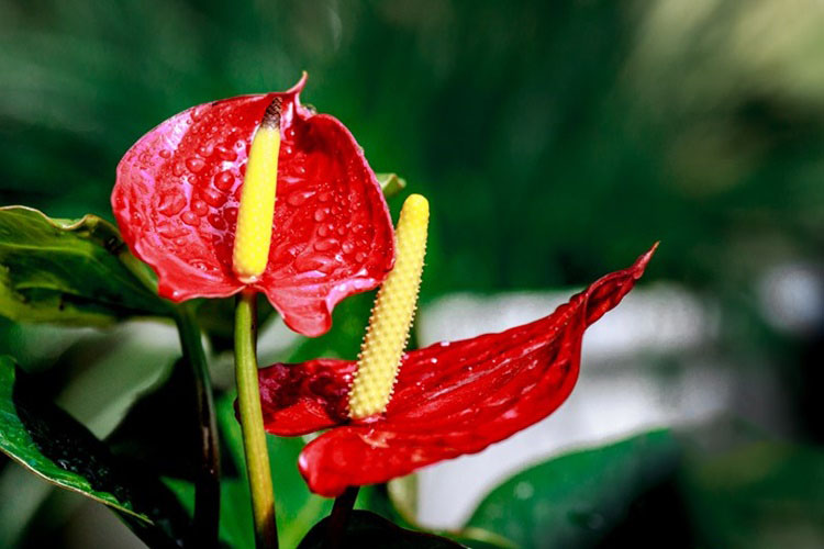 Tổng hợp những hình ảnh đẹp nhất về hoa hồng môn - [Kích thước hình ảnh: 750x500 px]