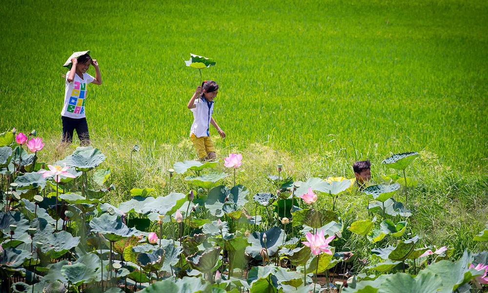 Tổng hợp những hình ảnh đẹp nhất của Đồng tháp Việt Nam - [Kích thước hình ảnh: 1000x600 px]