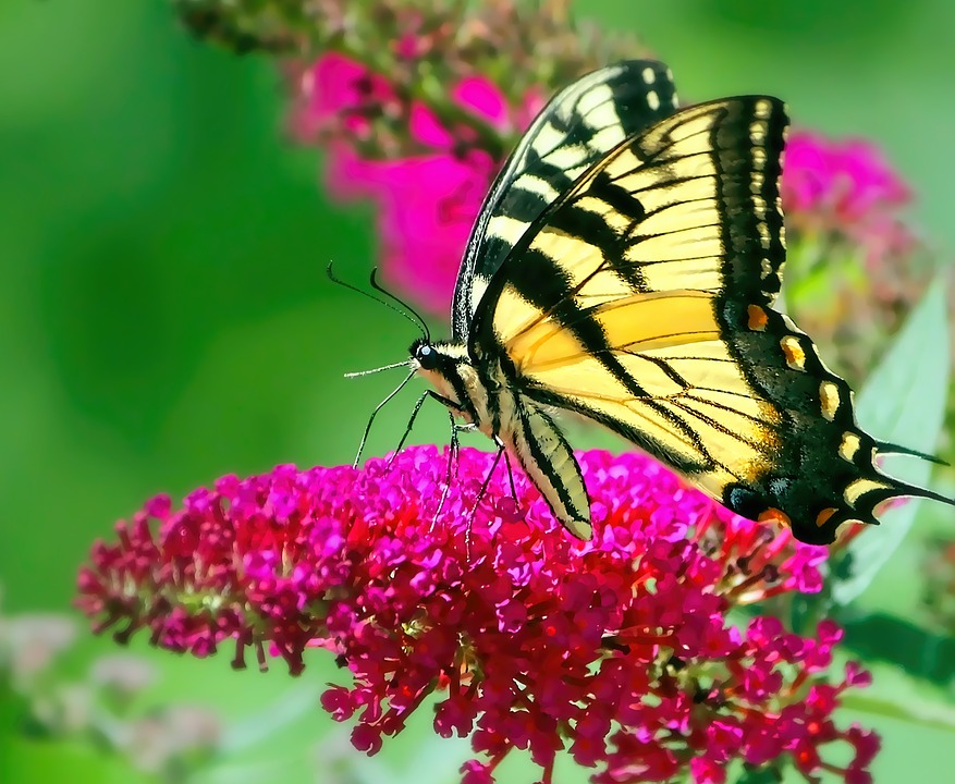 Top những hình ảnh về bươm bướm làm hình nền đẹp – Nguồn gốc, đặc điểm của loài bươm bướm - [Kích thước hình ảnh: 877x720 px]
